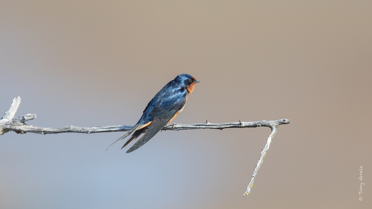 Асрын хараацай - ML634381106