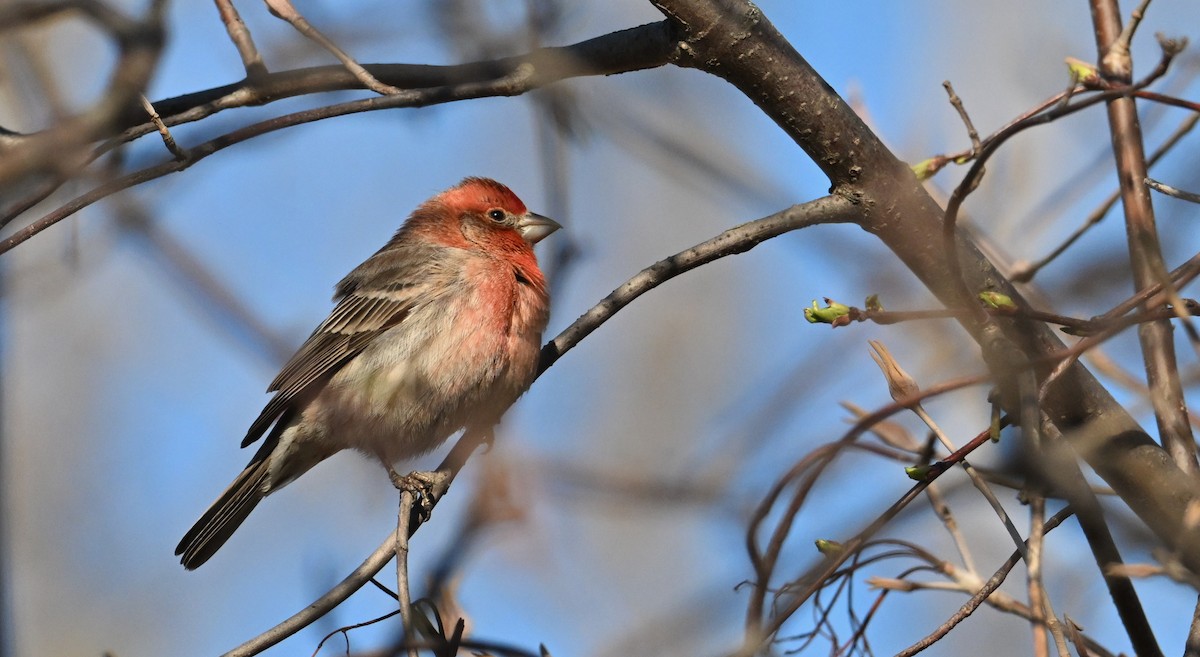 House Finch - ML634381259