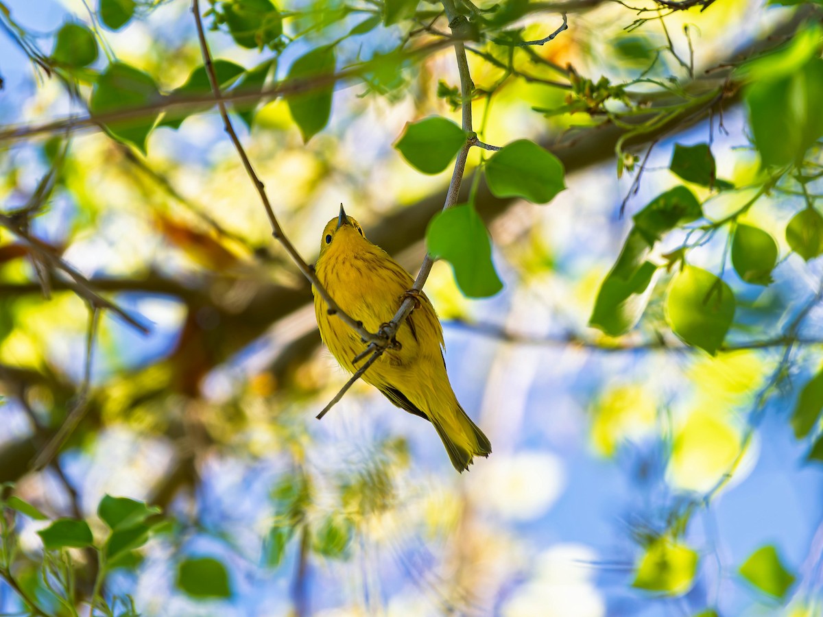 Paruline jaune - ML634381360