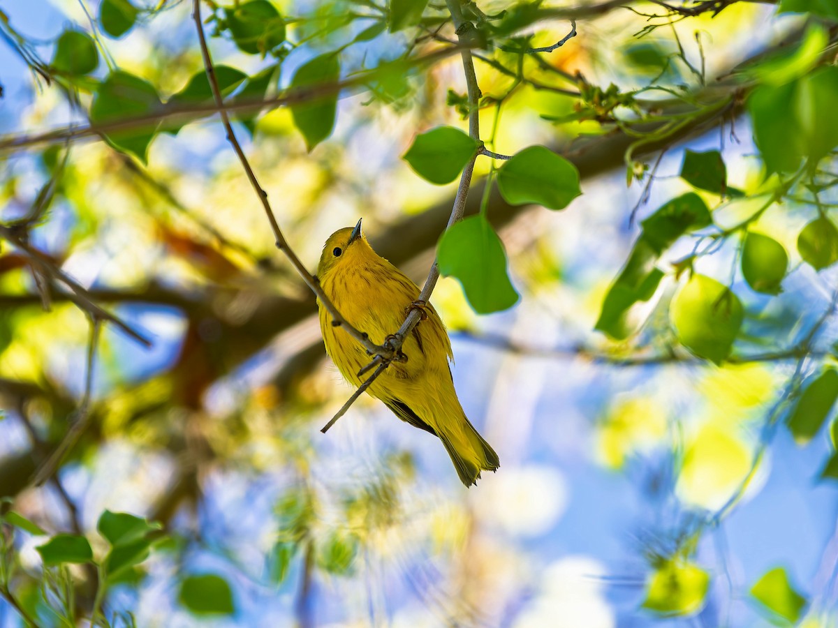 Paruline jaune - ML634381361