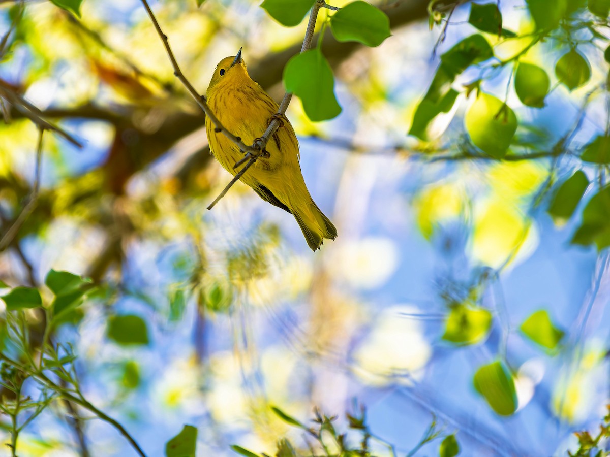 Paruline jaune - ML634381362
