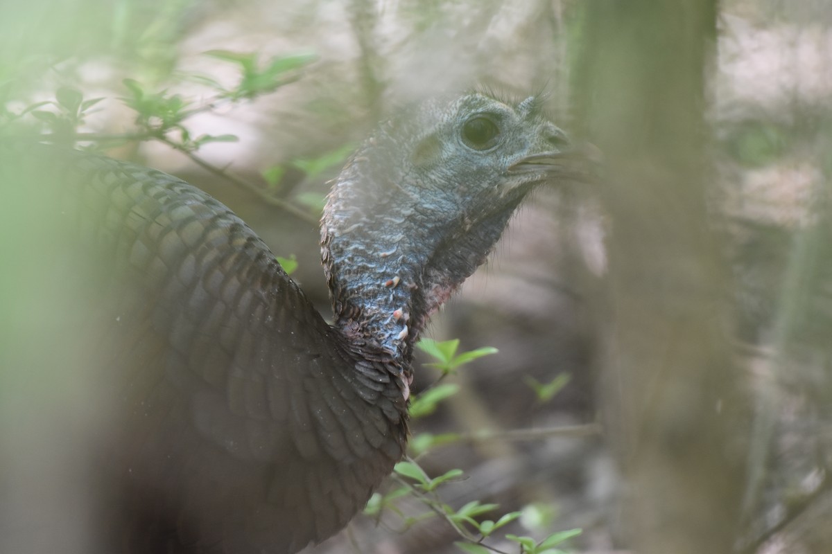 Wild Turkey - ML634381381