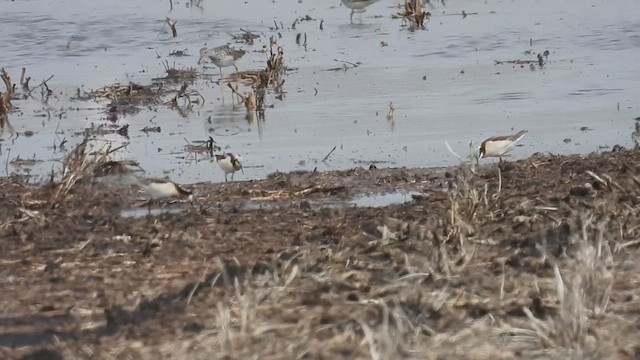 Phalarope de Wilson - ML634381398