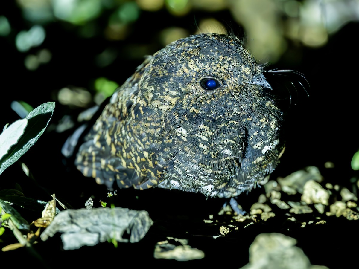 Dusky Nightjar - ML634381440