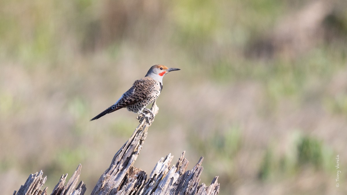 Northern Flicker - ML634381443