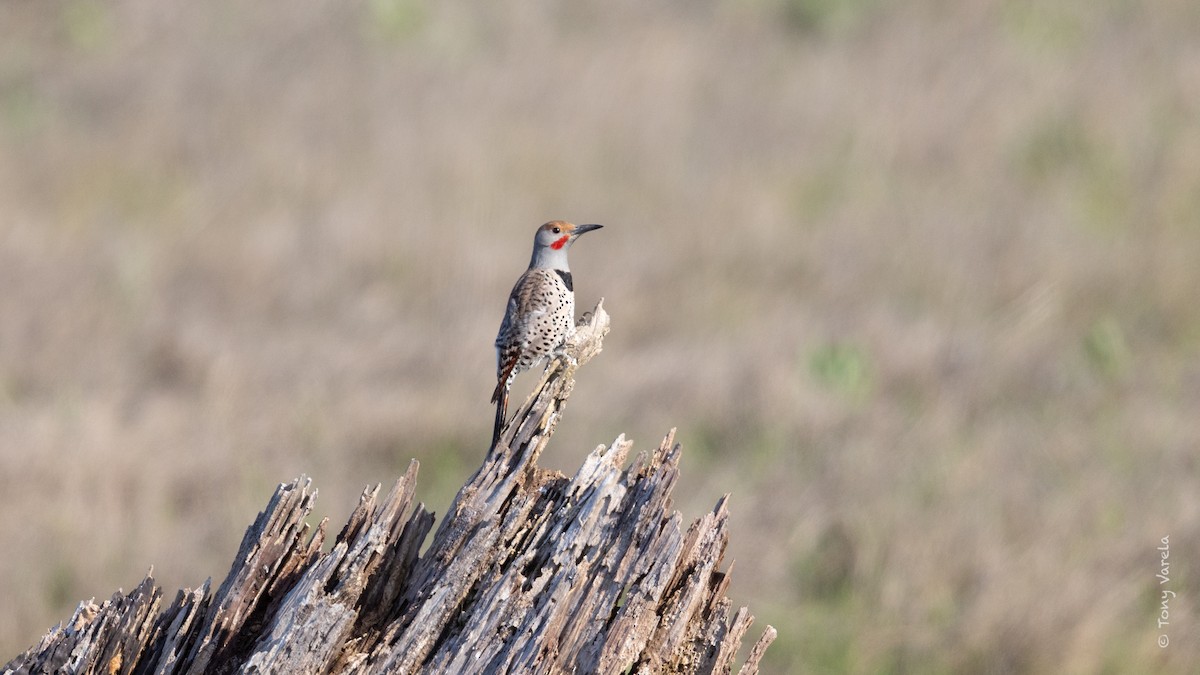 Northern Flicker - ML634381444