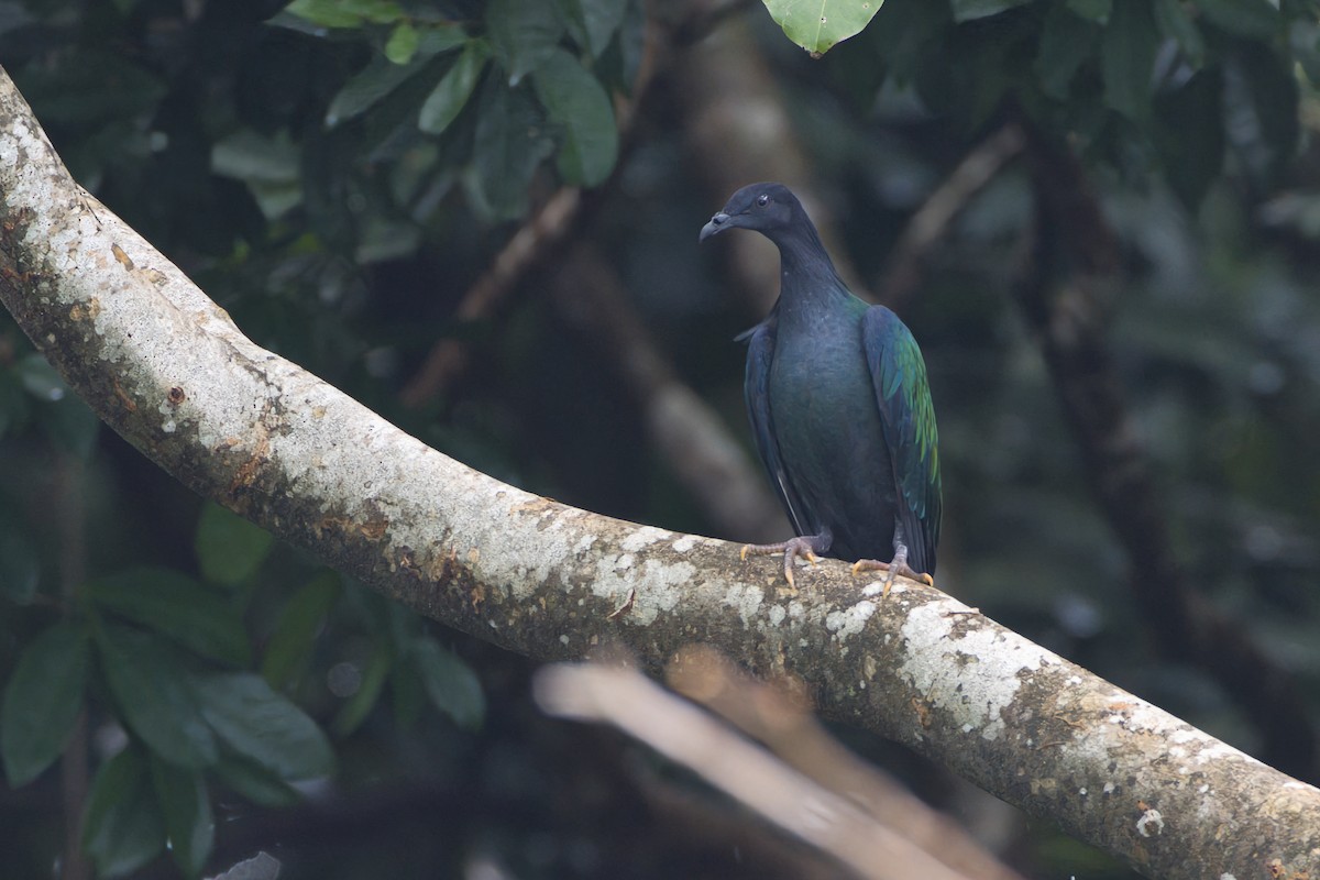 Nicobar Pigeon - ML634381487