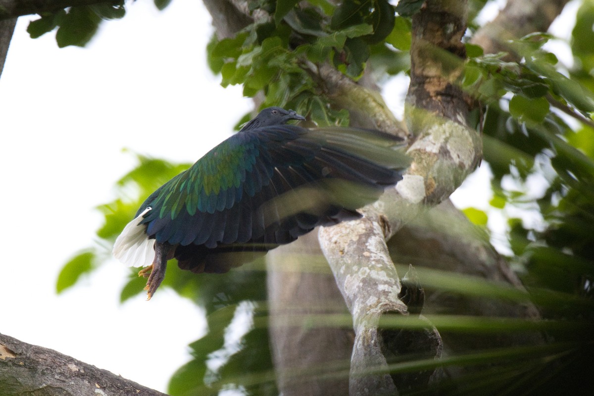 Nicobar Pigeon - ML634381488