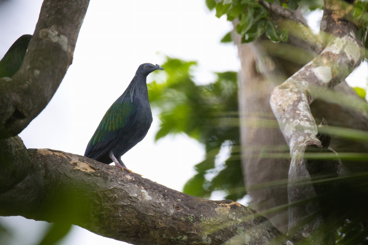 Nicobar Pigeon - ML634381489