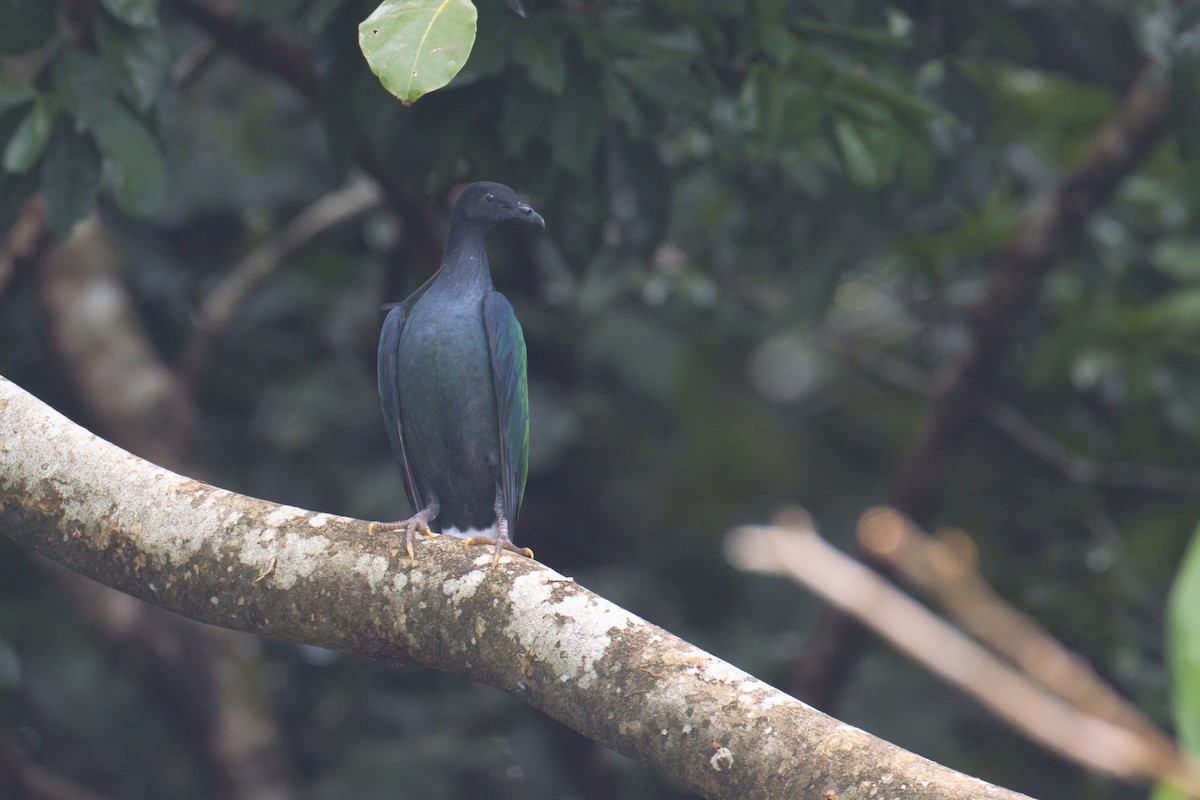 Nicobar Pigeon - ML634381490