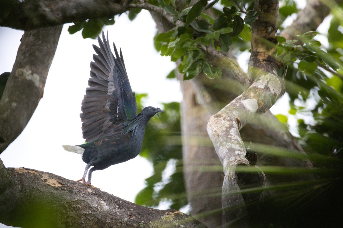 Nicobar Pigeon - ML634381491