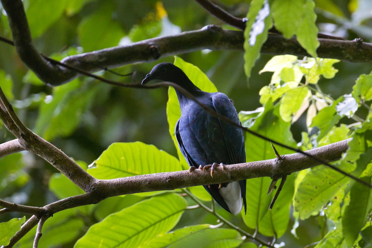 Nicobar Pigeon - ML634381492