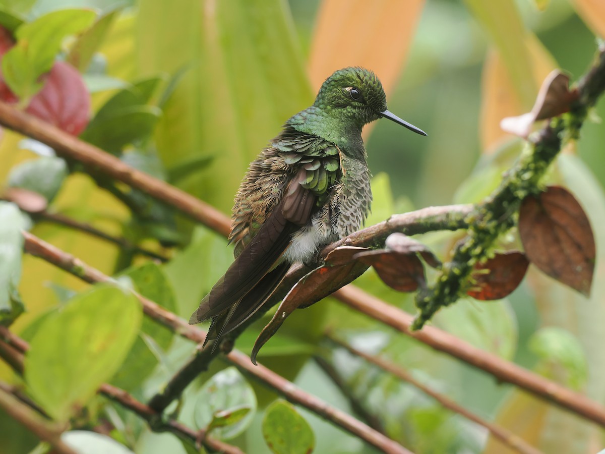 Buff-tailed Coronet - ML634381503