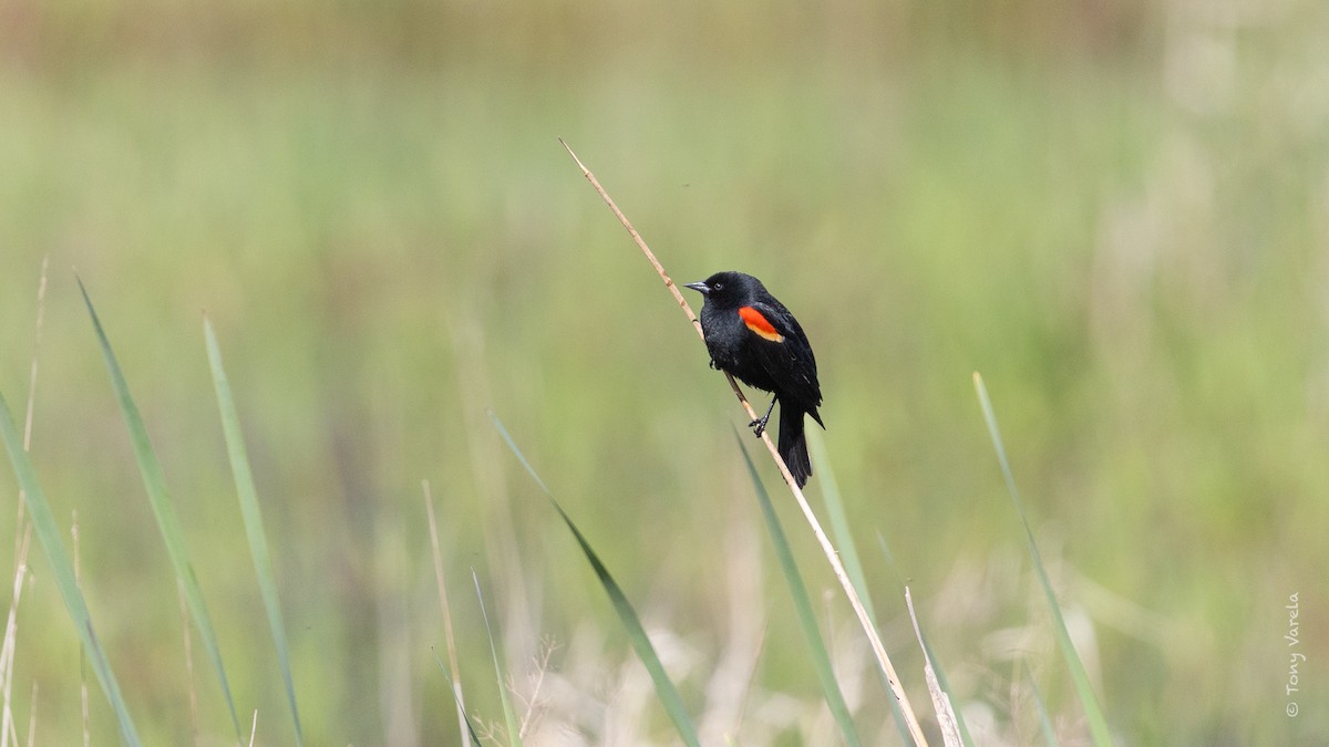 Red-winged Blackbird - ML634381506