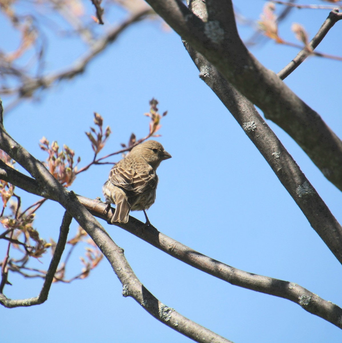 House Finch - ML634381516