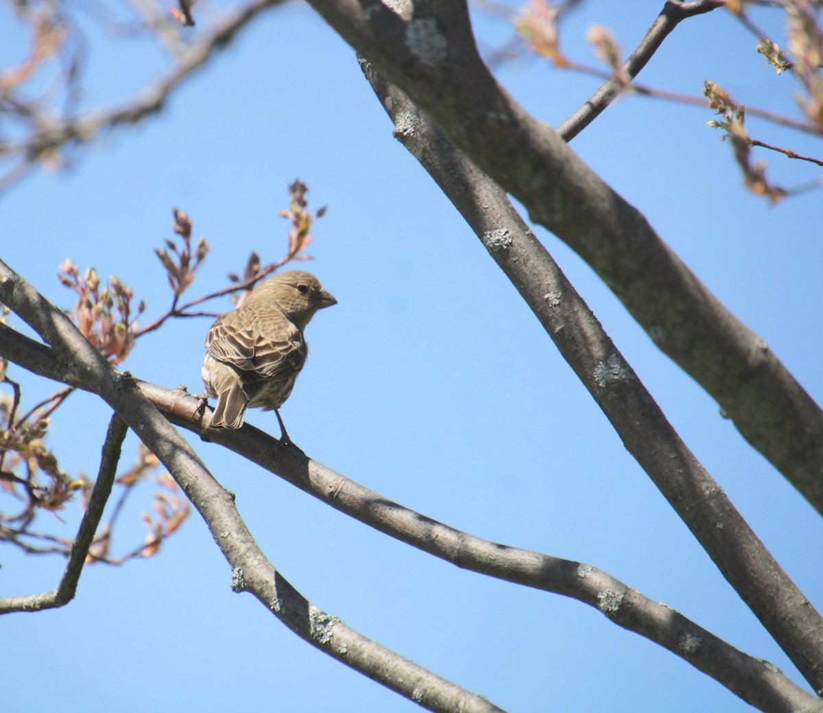 House Finch - ML634381517