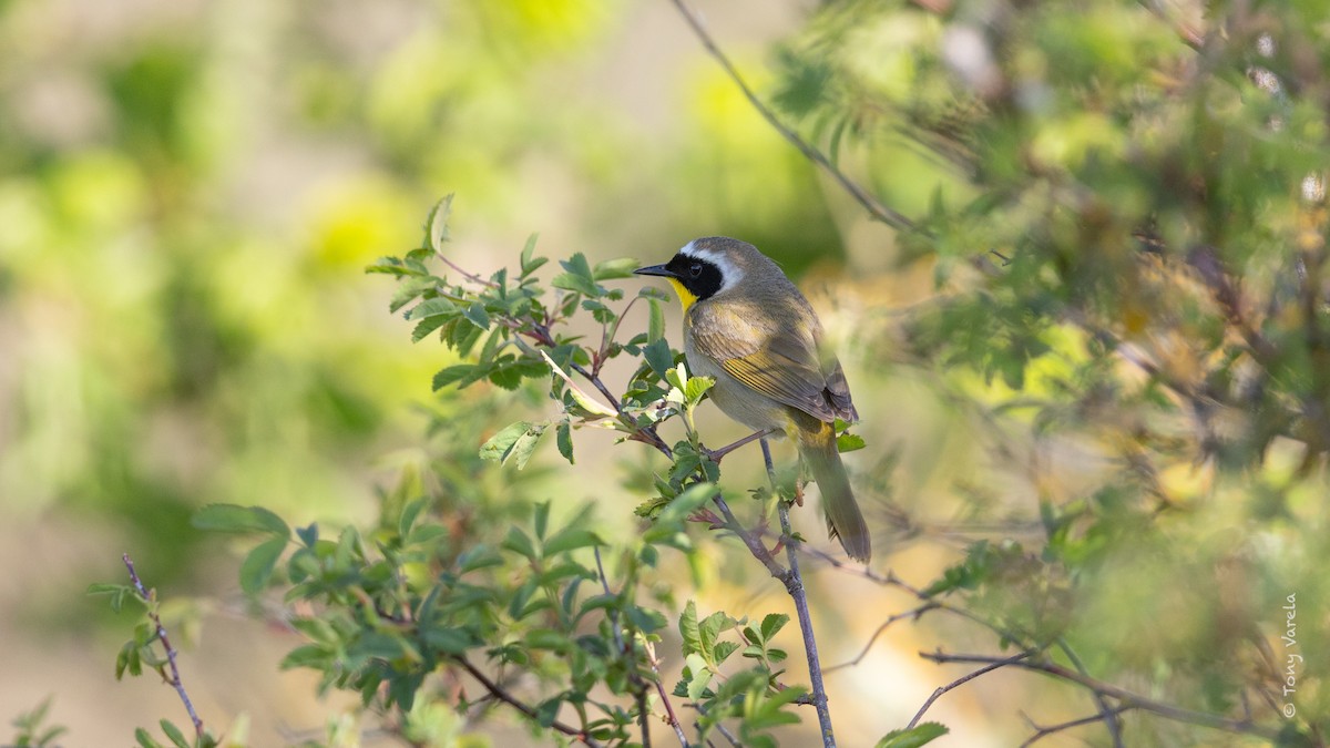Common Yellowthroat - ML634381603