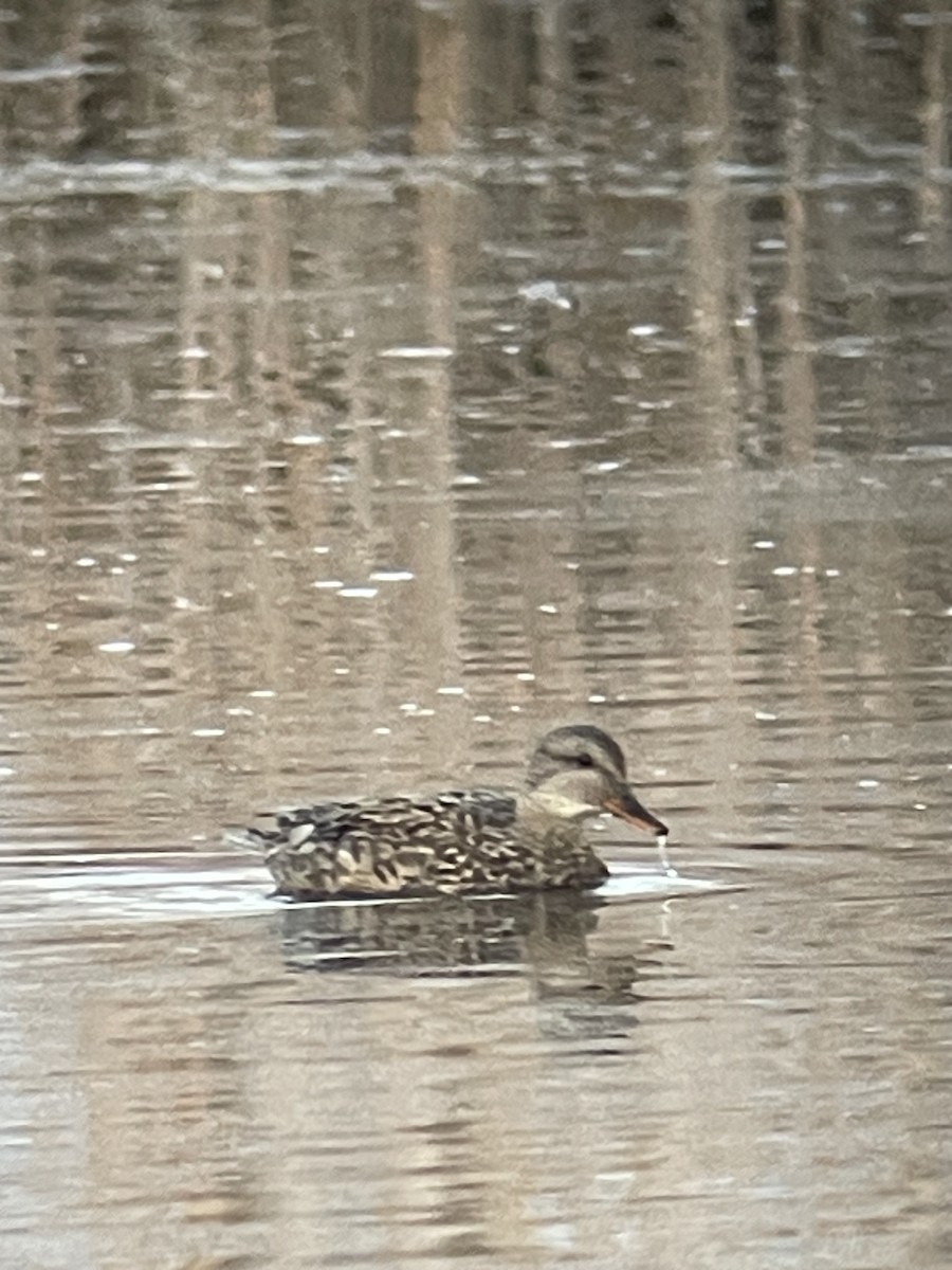 Gadwall - ML634381684