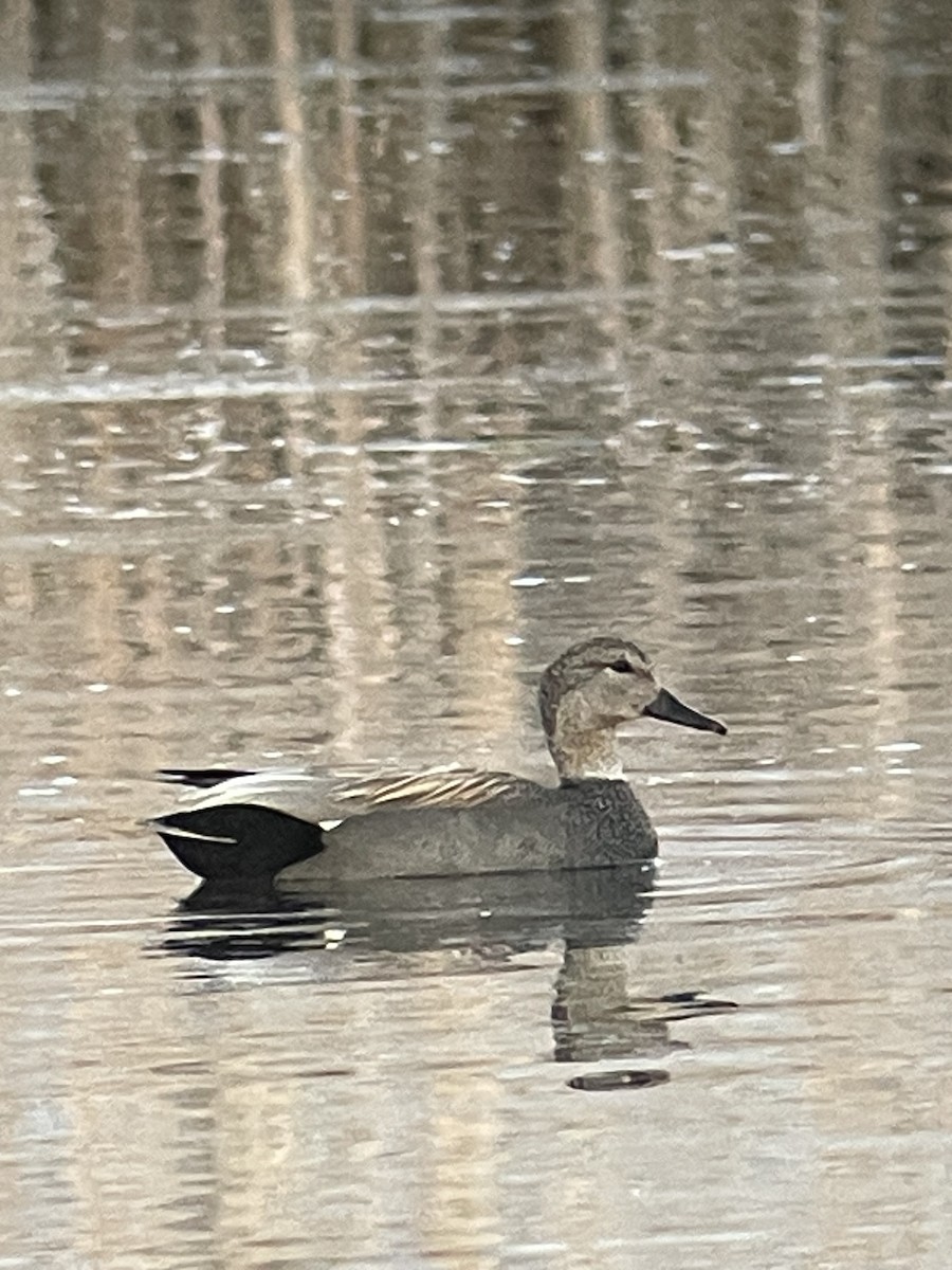 Gadwall - ML634381685