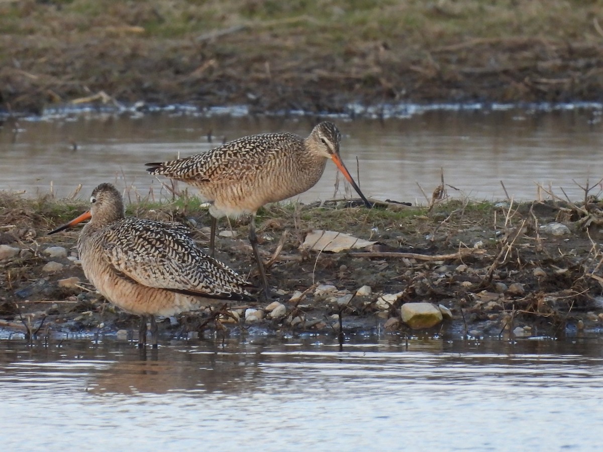 břehouš velký - ML634381698