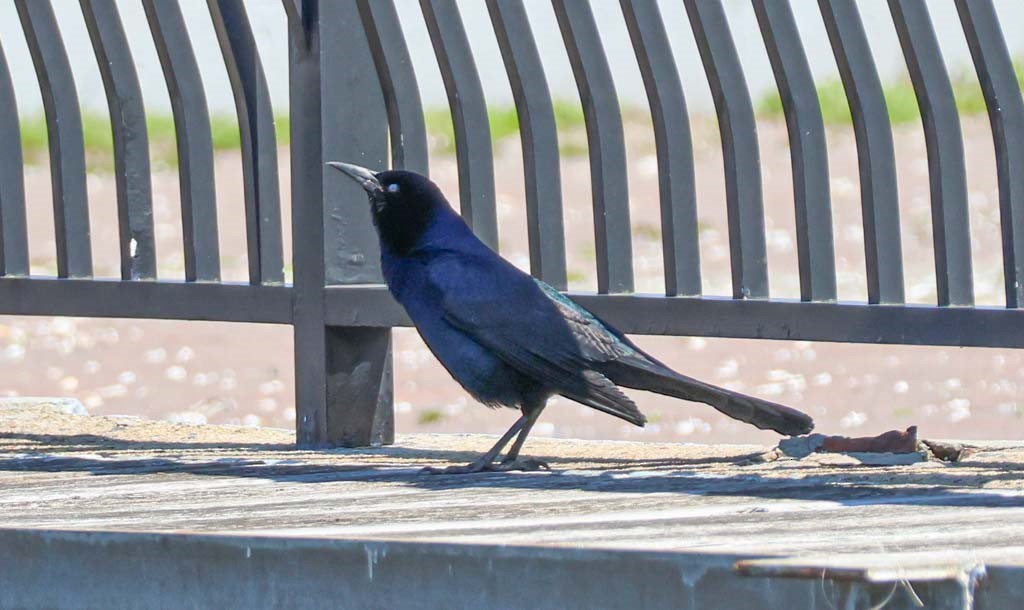 Boat-tailed Grackle - ML634381703