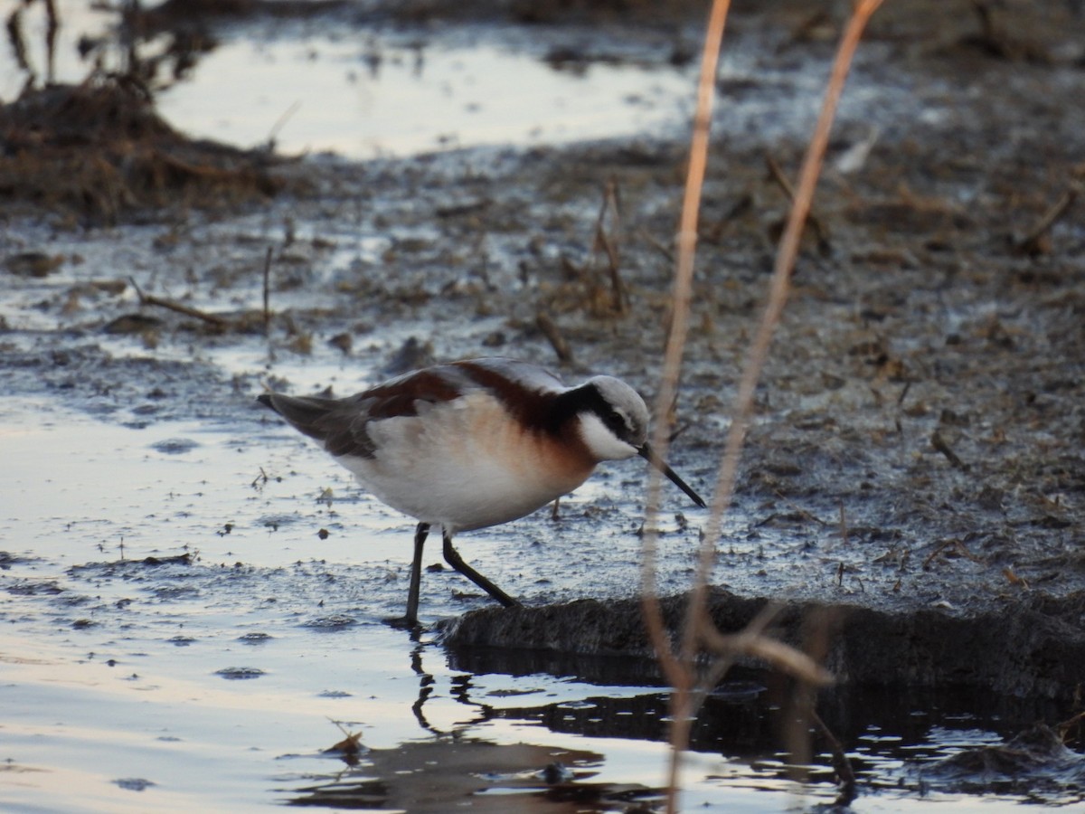 lyskonoh dlouhozobý - ML634381716