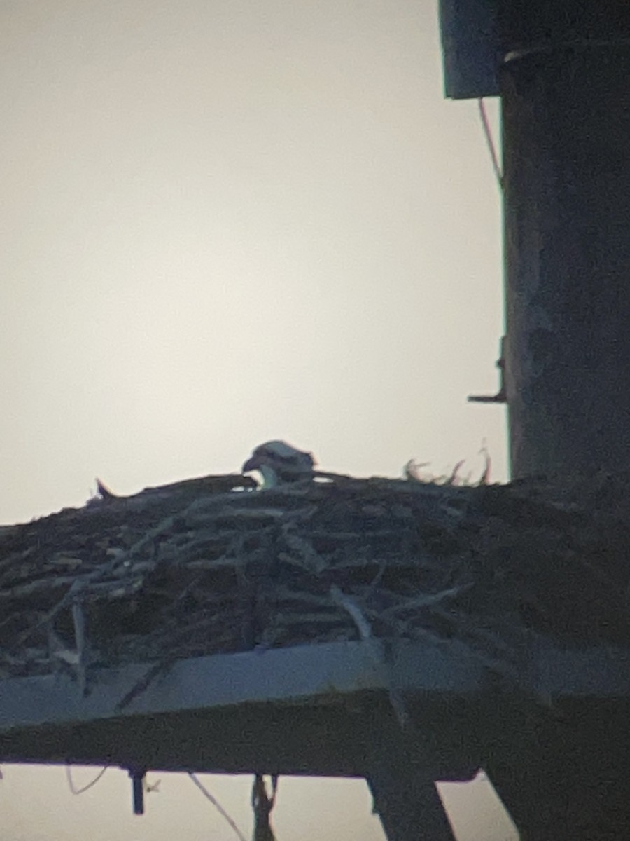 Osprey - ML634381718