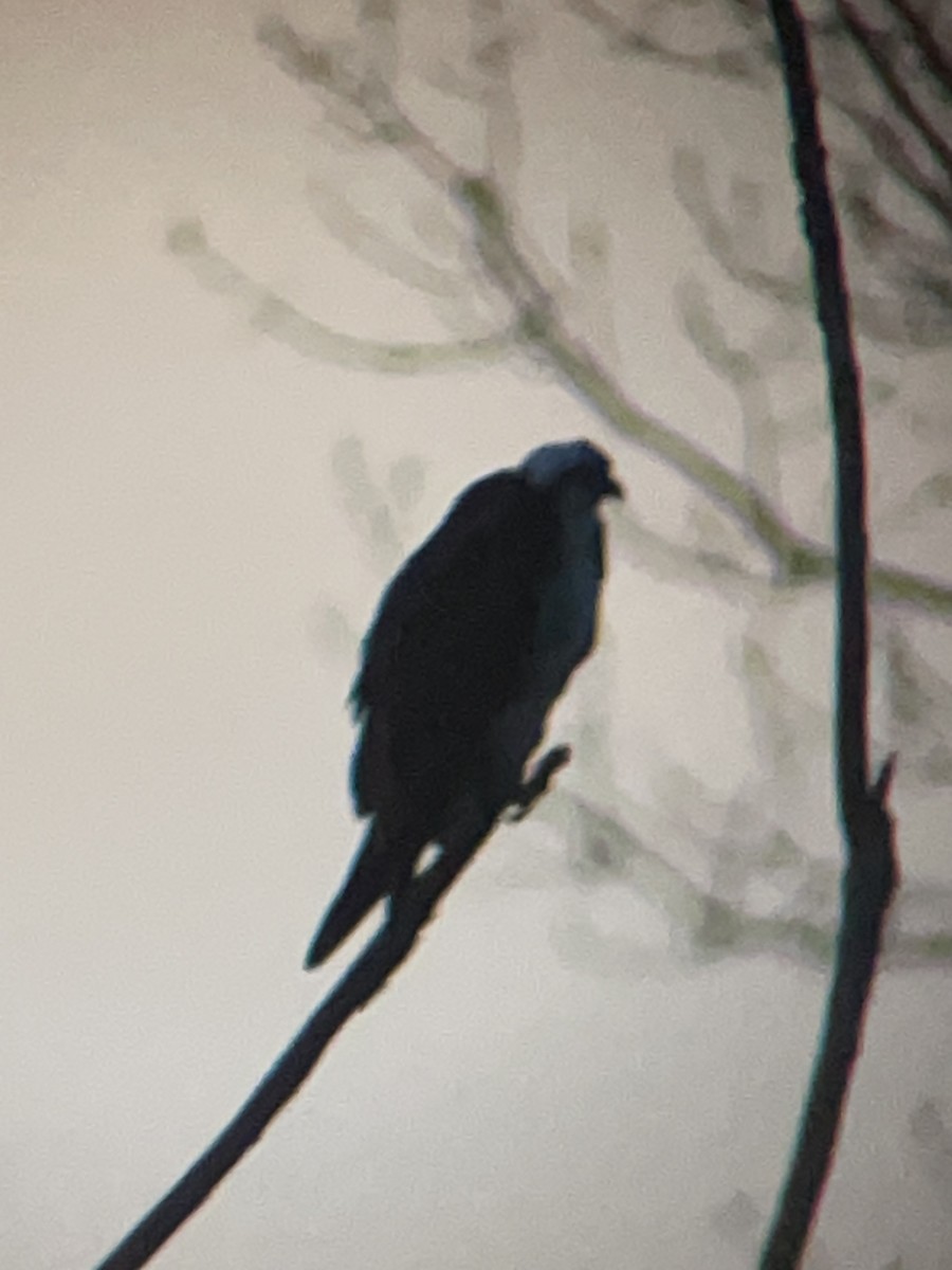 Osprey - ML634381719