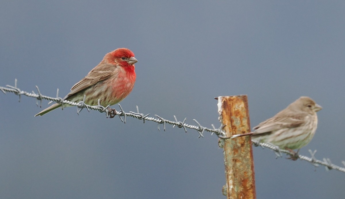 House Finch - ML634381866