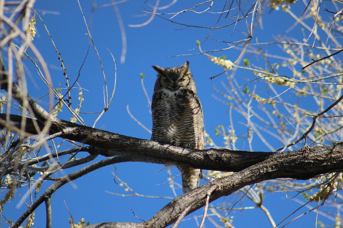 Great Horned Owl - ML634381889