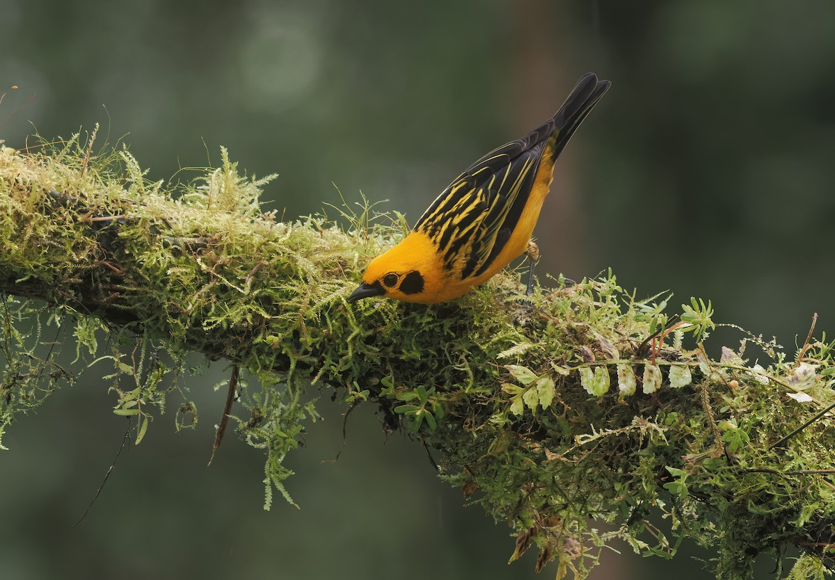Golden Tanager (aurulenta Group) - ML634381911