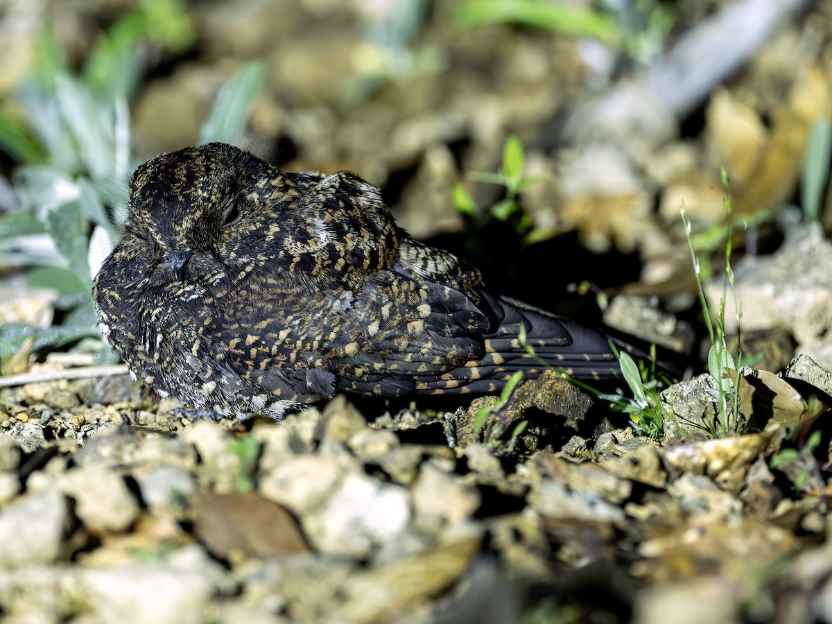 Dusky Nightjar - ML634382015