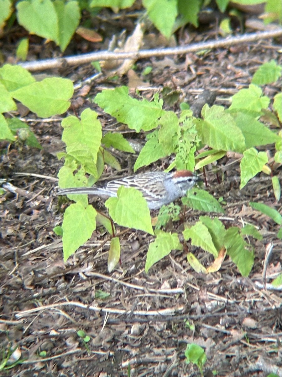 Chipping Sparrow - ML634382099