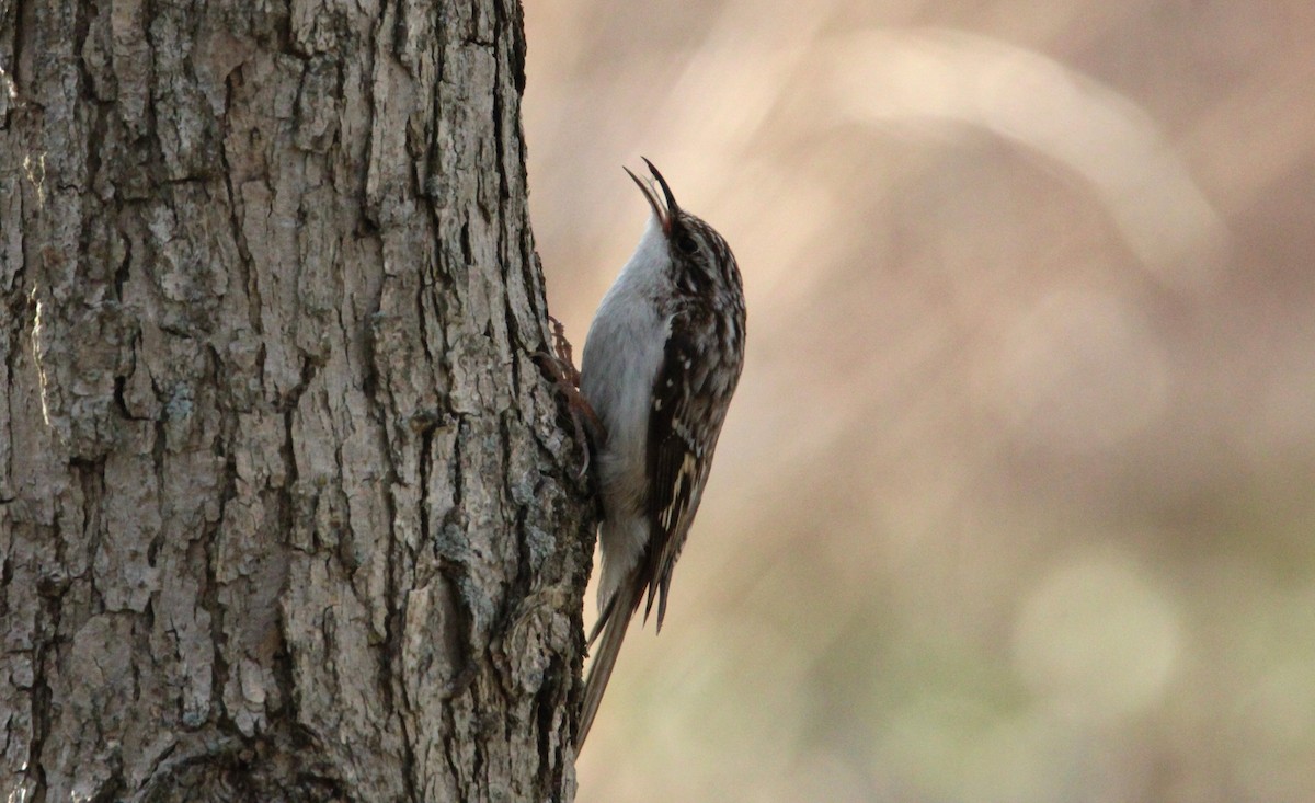 Brown Creeper - ML634382120