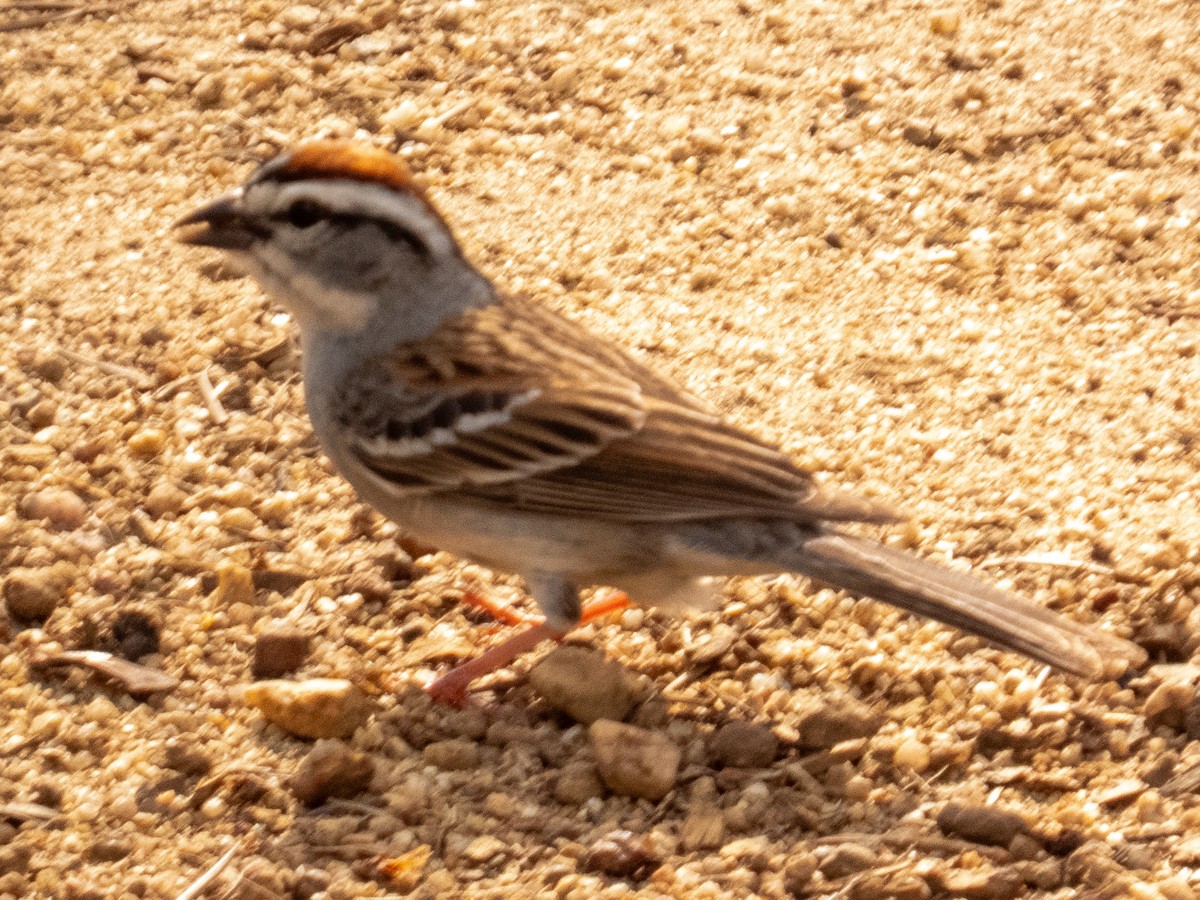 Chipping Sparrow - ML634382227