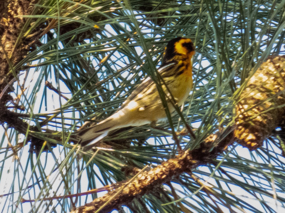 Blackburnian Warbler - ML634382256