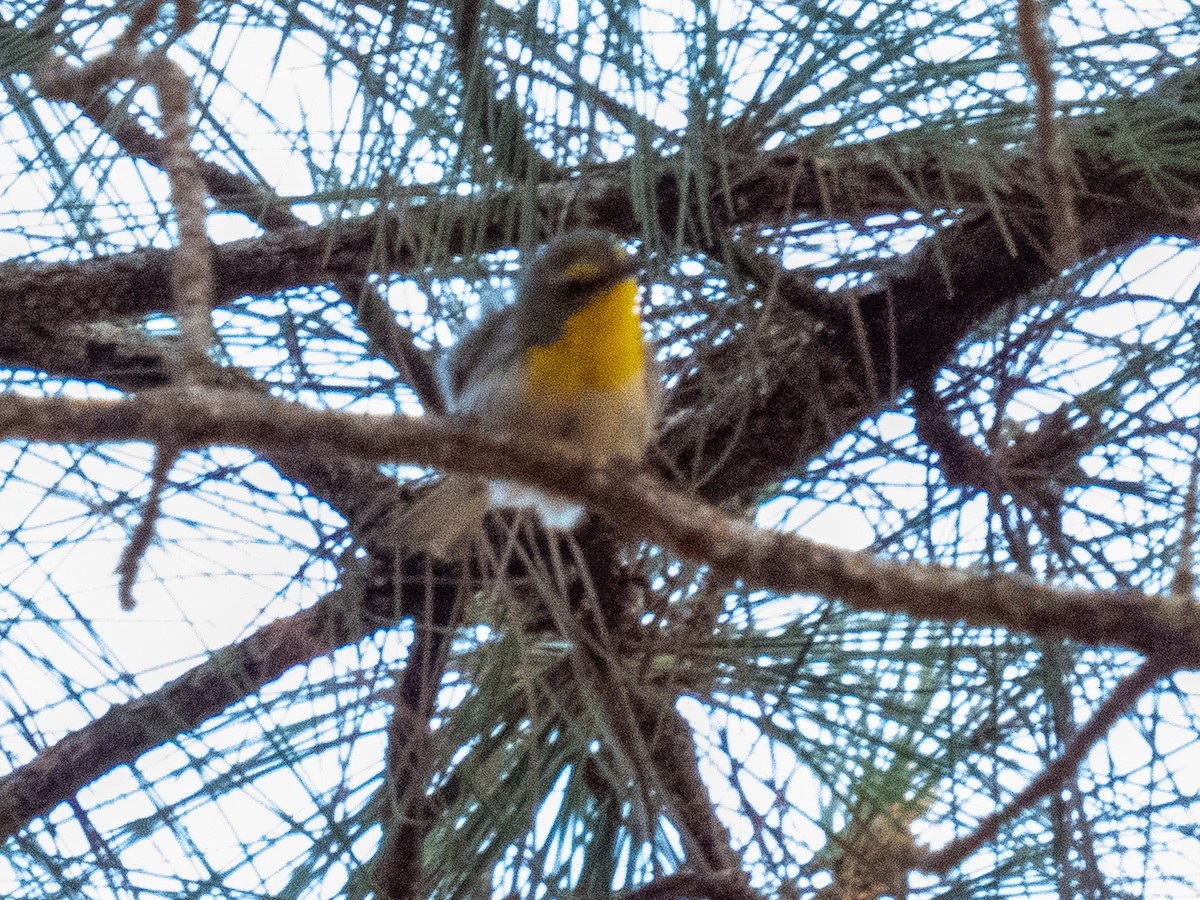 Grace's Warbler - ML634382269