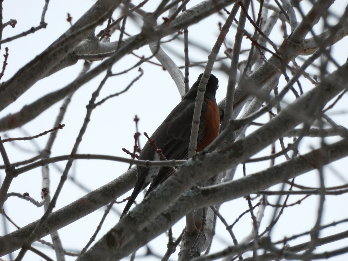 American Robin - ML634382315