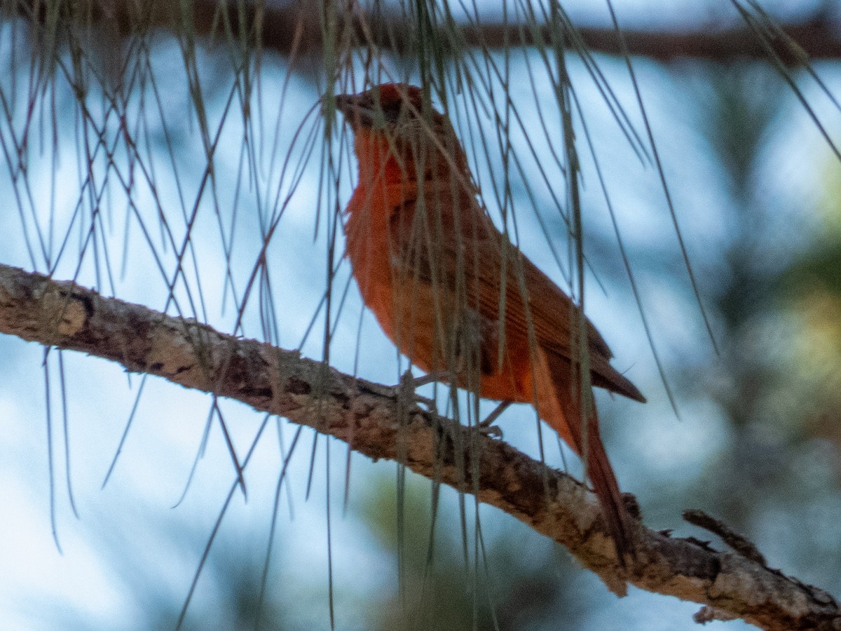 Hepatic Tanager - ML634382433