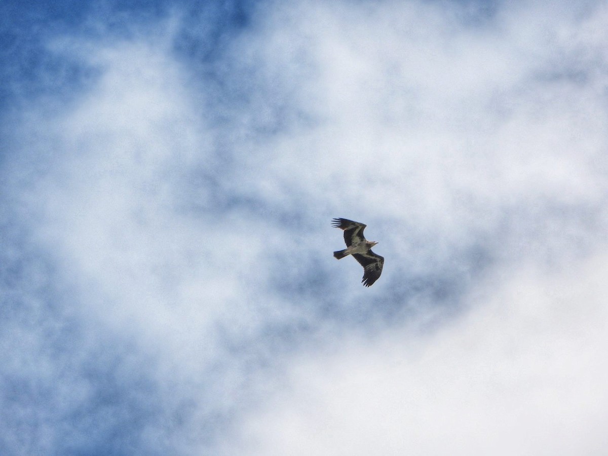 金鵰 - ML634382515