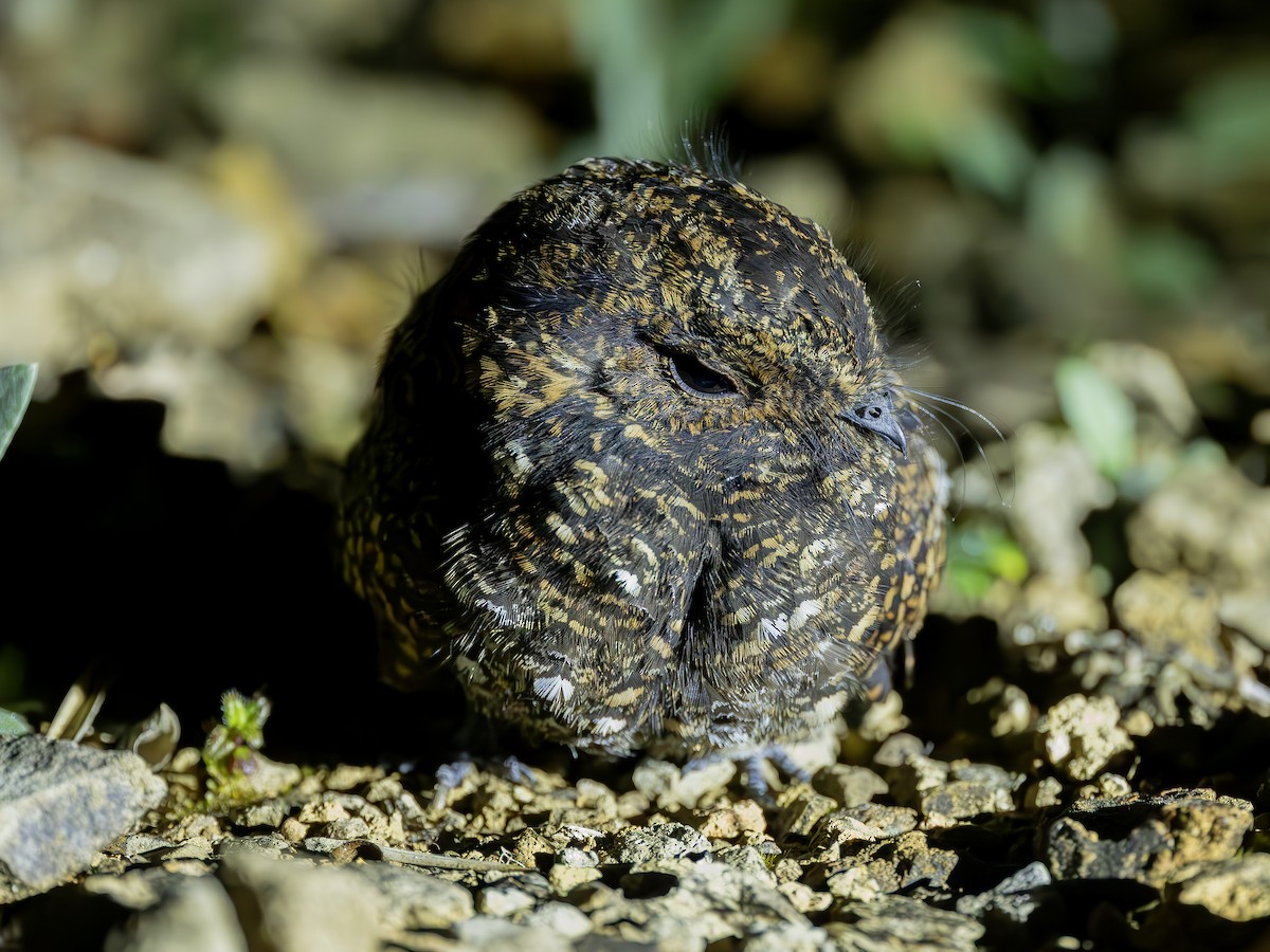 Dusky Nightjar - ML634382601