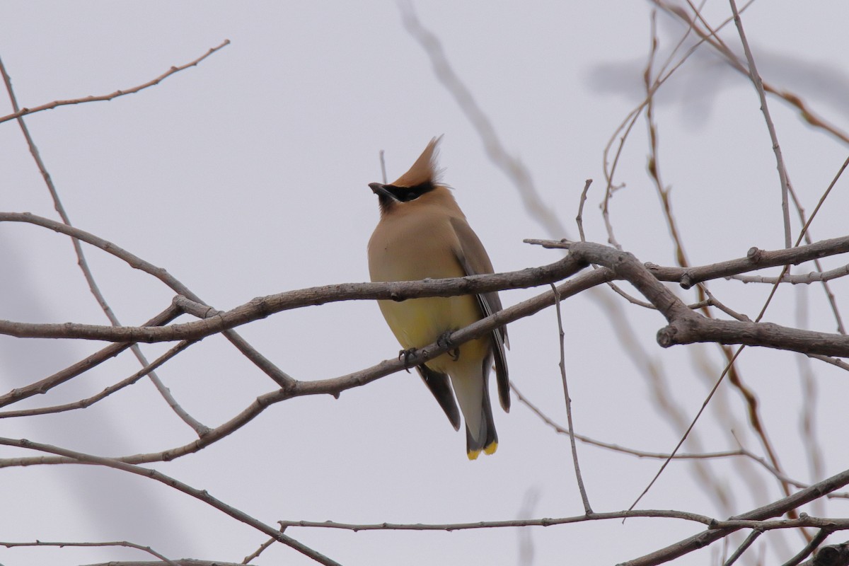 Cedar Waxwing - ML634382663