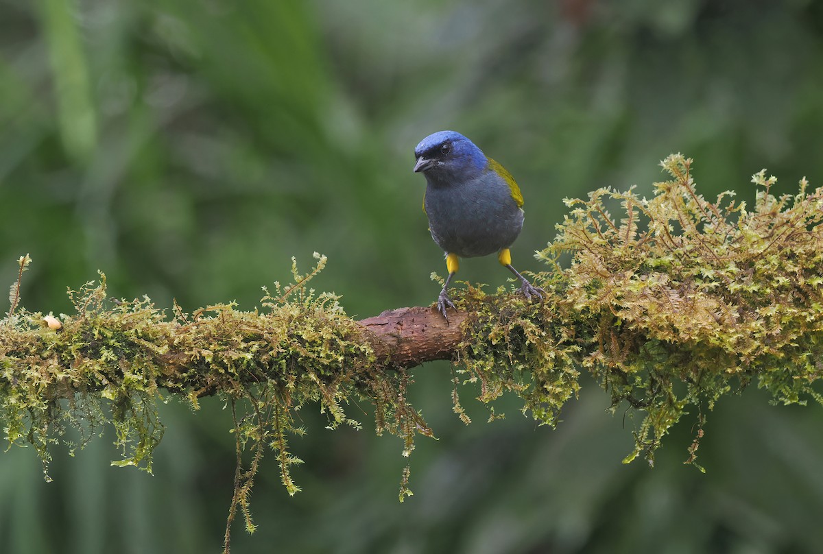 Blue-capped Tanager (Blue-capped) - ML634382681