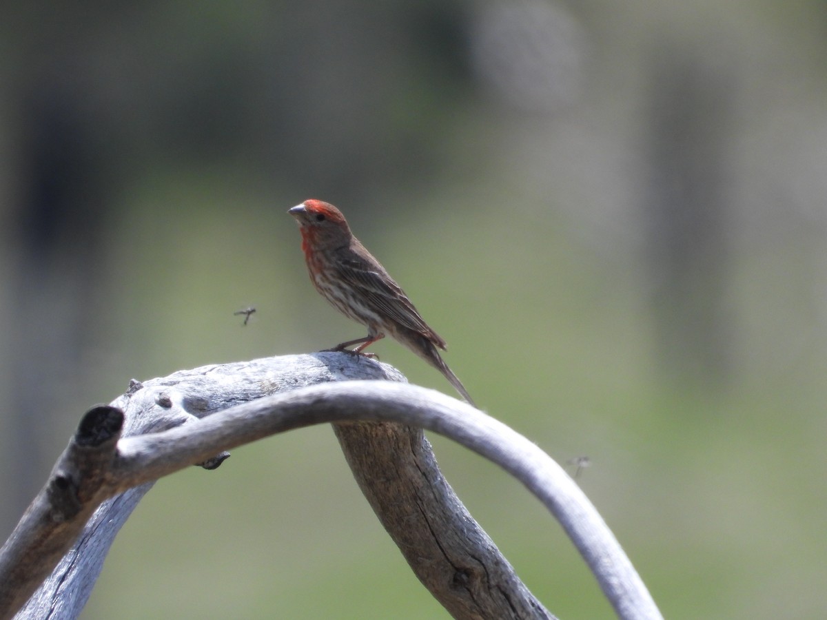 House Finch - ML634382710