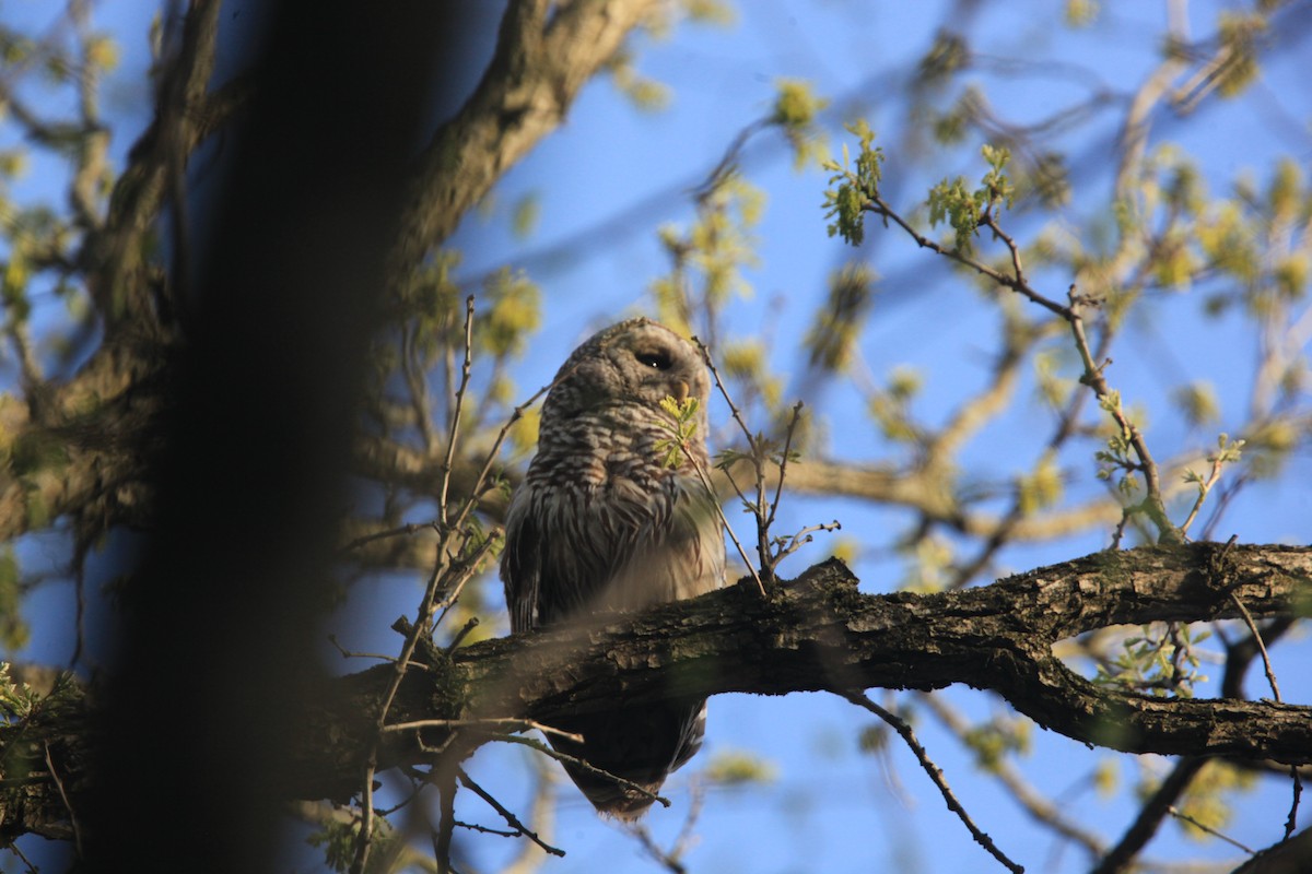 Barred Owl - ML634382730