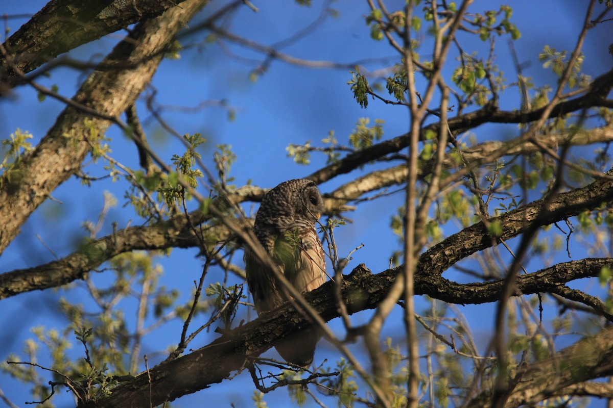 Barred Owl - ML634382732