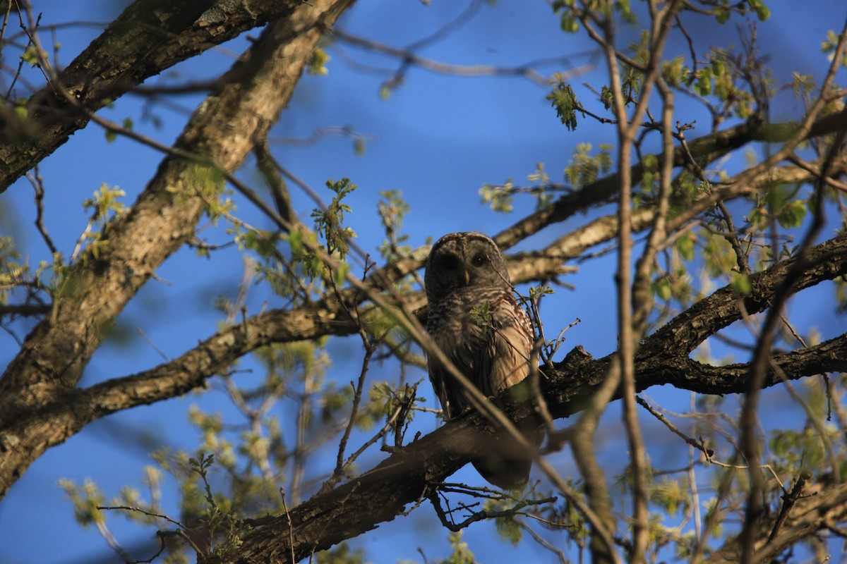 Barred Owl - ML634382733