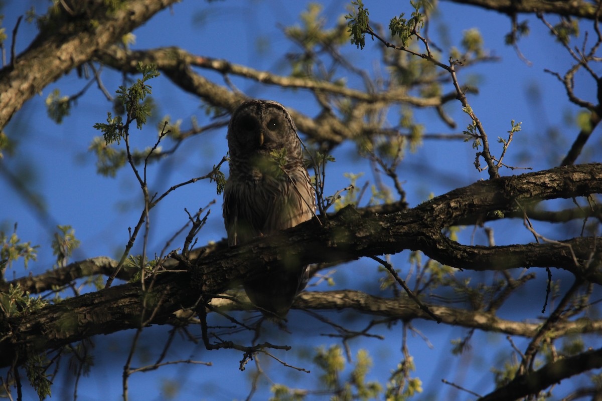 Barred Owl - ML634382735