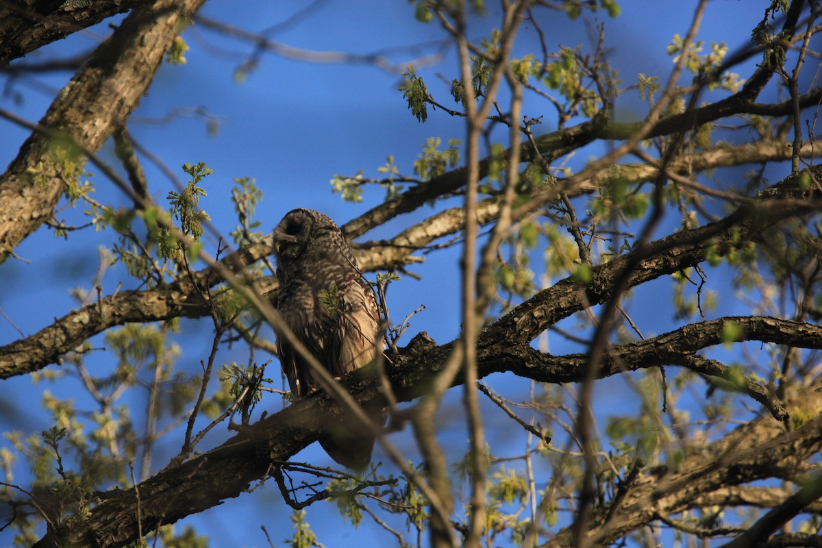 Barred Owl - ML634382736