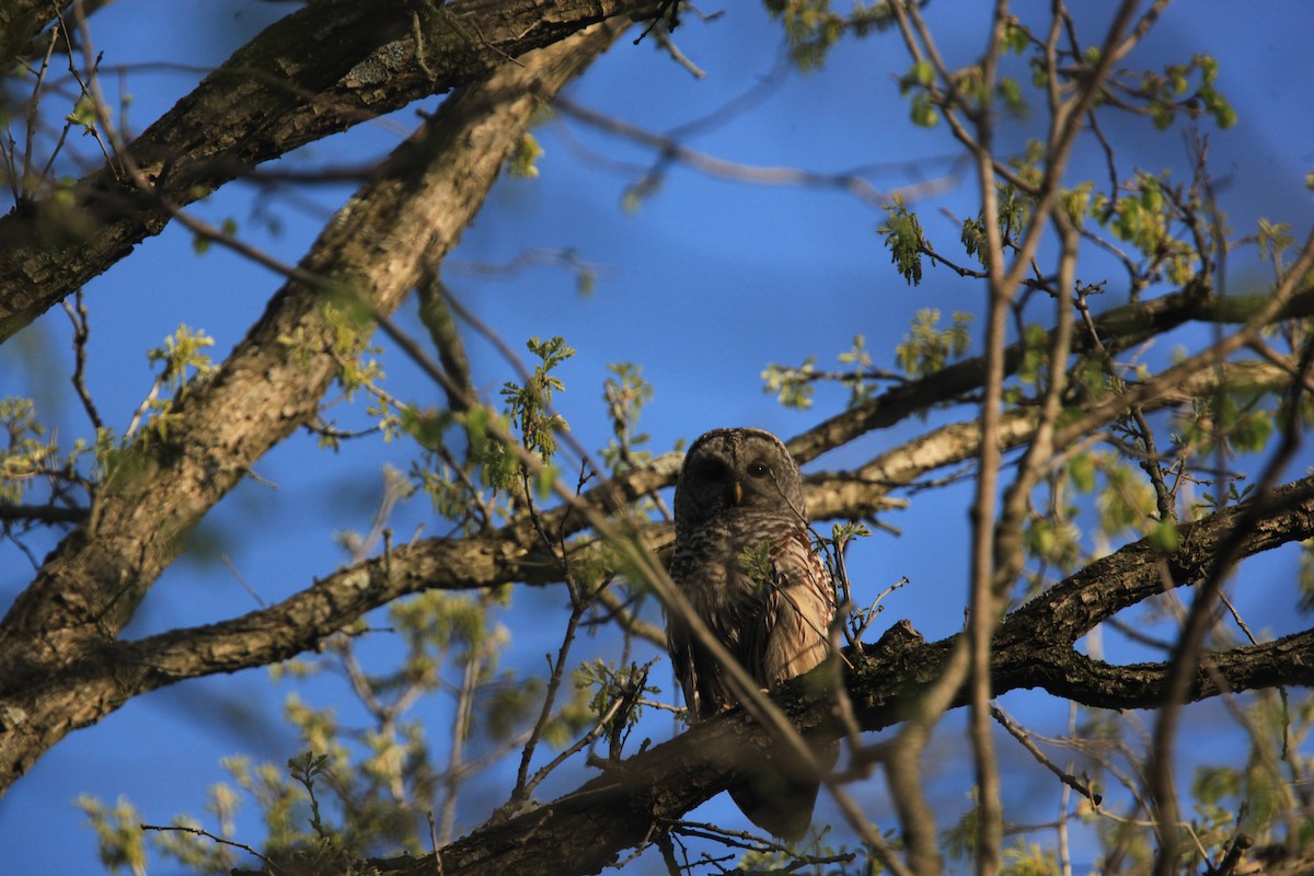 Barred Owl - ML634382738